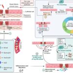Exploring platelet-derived microvesicles in vascular regeneration: unraveling the intricate mechanisms and molecular mediators
