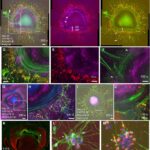 Self-formation of concentric zones of telencephalic and ocular tissues and directional retinal ganglion cell axons