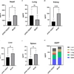 Construction of pVAX-1-based linear covalently closed vector with improved transgene expression