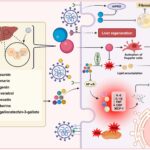 The Impact of SARS-CoV-2 on Liver Diseases and Potential Phytochemical Treatments