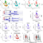 Six3 and Six6 jointly control diverse target genes in multiple cell populations over developmental trajectories of mouse embryonic retinal progenitor cells