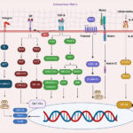 Epithelial–Mesenchymal Transition in Cancer: Insights Into Therapeutic Targets and Clinical Implications