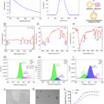 Liposome-Encapsulated Melatonin Mitigates Amoxicillin-Induced Neurotoxicity in a Zebrafish