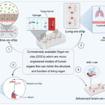 Matrix-Based Hydrogels in Biomedical Applications: Design, Functionality, and Translational Insights