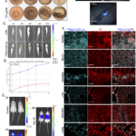 Biocompatible PEGylated Carbon Quantum Dots Synthesized From Citrus Peel: Evaluation of Cell-Tracer Activity and In Vivo Imaging Potential
