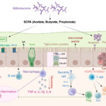 Bifidobacterium and the Gut–Immune Axis: Mechanistic Insights and Therapeutic Potential