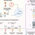 Optimized polyethylene glycol precipitation yields high-purity, biologically active mouse liver tissue exosomes